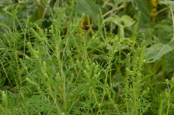 Ragweed Sträucher Blühen Ambrosia Artemisiifolia Verursacht Sommer Und Herbst Allergien — Stockfoto