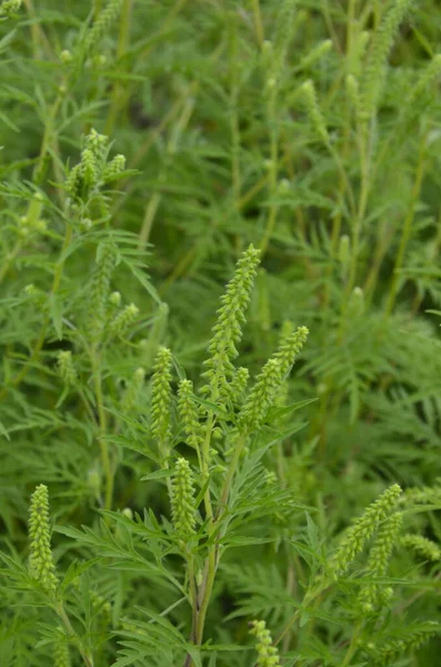 Kwitnące Krzaki Chwastów Ambrosia Artemisiifolia Powodująca Alergię Latem Jesienią Ambrozja — Zdjęcie stockowe