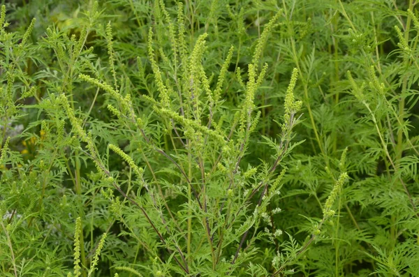 Kwitnące Krzaki Chwastów Ambrosia Artemisiifolia Powodująca Alergię Latem Jesienią Ambrozja — Zdjęcie stockowe