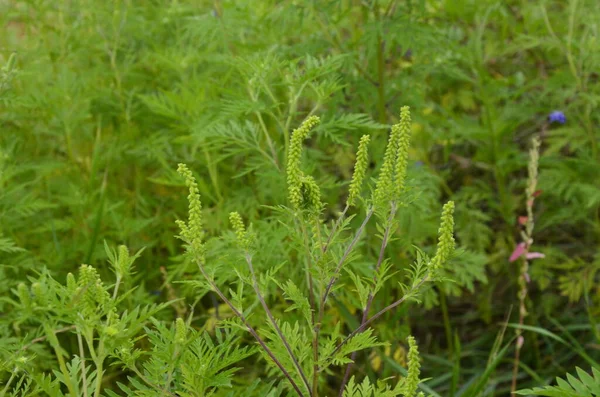 Ragweed Sträucher Blühen Ambrosia Artemisiifolia Verursacht Sommer Und Herbst Allergien — Stockfoto