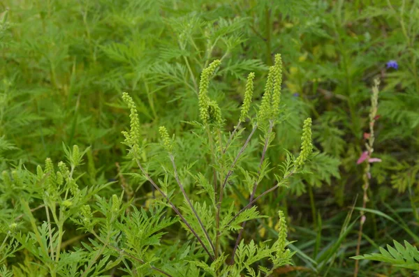 Kwitnące Krzaki Chwastów Ambrosia Artemisiifolia Powodująca Alergię Latem Jesienią Ambrozja — Zdjęcie stockowe