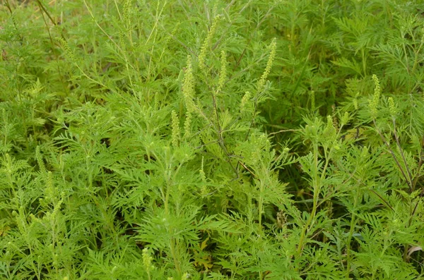 Kwitnące Krzaki Chwastów Ambrosia Artemisiifolia Powodująca Alergię Latem Jesienią Ambrozja — Zdjęcie stockowe