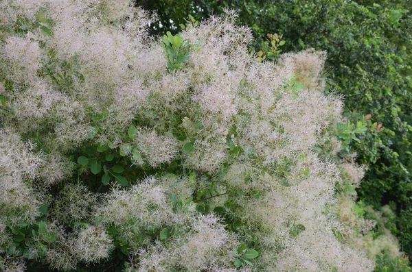 Cotinus Coggygria Ook Bekend Als Rhus Cotinus Europese Rookree Euraziatische — Stockfoto