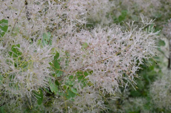 Cotinus Coggygria Επίσης Γνωστό Rhus Cotinus Ευρωπαϊκό Φουγάρο Σμόκιν Της — Φωτογραφία Αρχείου