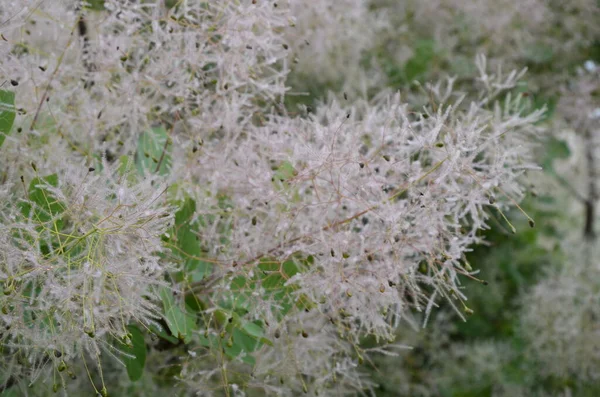 Cotinus Coggygria Také Známý Jako Rhus Cotinus Evropský Smoketree Euroasijský — Stock fotografie