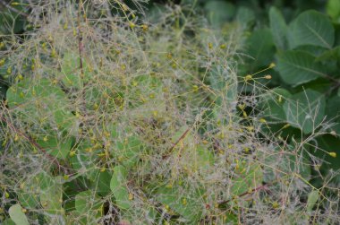 Cotinus coggygria, Rhus cotinus, Avrupa grevleri, Avrasya dumanı, duman ağacı, Venedik sumatı veya boyası olarak da bilinir..