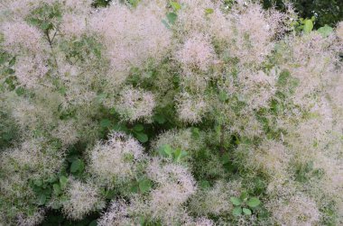 Cotinus coggygria, Rhus cotinus, Avrupa grevleri, Avrasya dumanı, duman ağacı, Venedik sumatı veya boyası olarak da bilinir..