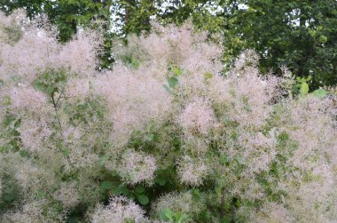 Cotinus coggygria, Rhus cotinus, Avrupa grevleri, Avrasya dumanı, duman ağacı, Venedik sumatı veya boyası olarak da bilinir..