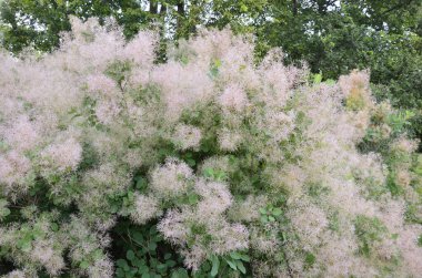 Cotinus coggygria, Rhus cotinus, Avrupa grevleri, Avrasya dumanı, duman ağacı, Venedik sumatı veya boyası olarak da bilinir..