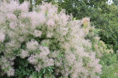 Cotinus coggygria, Rhus cotinus, Avrupa grevleri, Avrasya dumanı, duman ağacı, Venedik sumatı veya boyası olarak da bilinir..