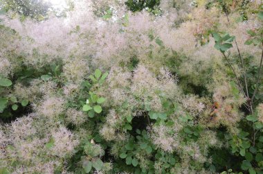 Cotinus coggygria, Rhus cotinus, Avrupa grevleri, Avrasya dumanı, duman ağacı, Venedik sumatı veya boyası olarak da bilinir..
