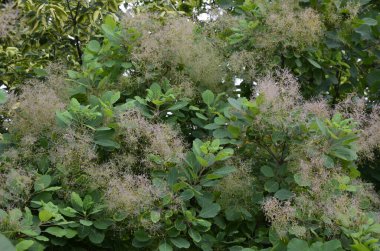 Cotinus coggygria, Rhus cotinus, Avrupa grevleri, Avrasya dumanı, duman ağacı, Venedik sumatı veya boyası olarak da bilinir..