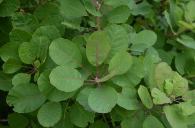 Cotinus coggygria, Rhus cotinus, Avrupa grevleri, Avrasya dumanı, duman ağacı, Venedik sumatı veya boyası olarak da bilinir..