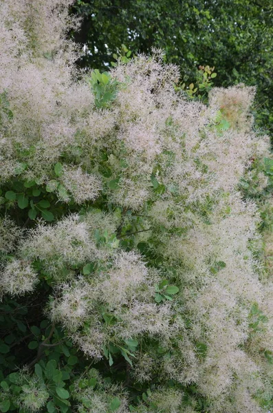 Cotinus Coggygria También Conocido Como Rhus Cotinus Smoketree Europeo Smoketree — Foto de Stock