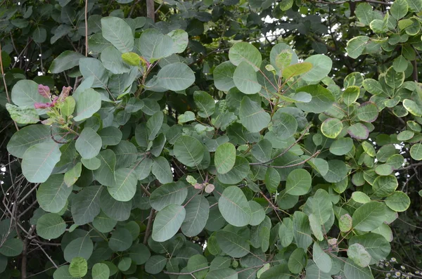 Cotinus Coggygria Also Known Rhus Cotinus European Smoketree Eurasian Smoketree — Stock Photo, Image