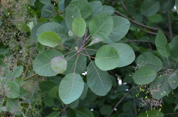 Cotinus Coggygria Известный Rhus Cotinus Европейское Копчение Евразийское Копчение Дымовое — стоковое фото