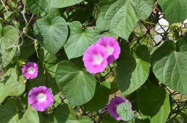 Yeşil yaprakların arka planında mor bir çiçek (sabah zaferi). Yazlık bir evin çitinde mor bir halka arz. Pergolalar, verandalar ve çitler süslemek için hızlı büyüyen kıvırcık çiçekler.