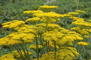 Çiçekli tarla kuşu (Achillea filisardulina 'Taç Giyme Altını') yaz bahçesinde. Çiçekli sarı Fernleaf Yarrow.