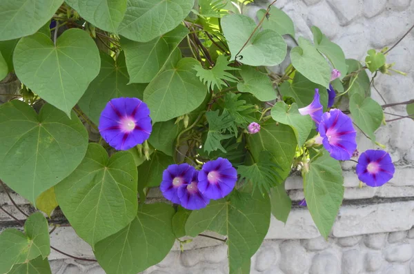 Uma Flor Roxa Manhã Glória Fundo Folhas Verdes Uma Ipomoea — Fotografia de Stock