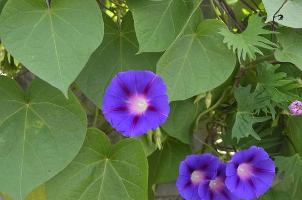 Una Flor Púrpura Gloria Mañana Sobre Fondo Hojas Verdes Una — Foto de Stock