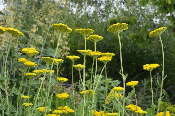 Bloeiende Cultivar Yarrow Achillea Filipendulina Coronation Gold Zomertuin Gele Fernleaf — Stockfoto