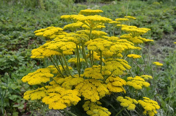 Achillée Cultivar Fleurs Achille Filipendulina Coronation Gold Dans Jardin Été — Photo