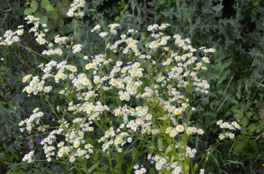 Karşınızda güzel bir Erigeron Annuus çiçek bahçesi. Erigeron Annuus subsp. Strigosus - Yazın vahşi bitki vuruşu.