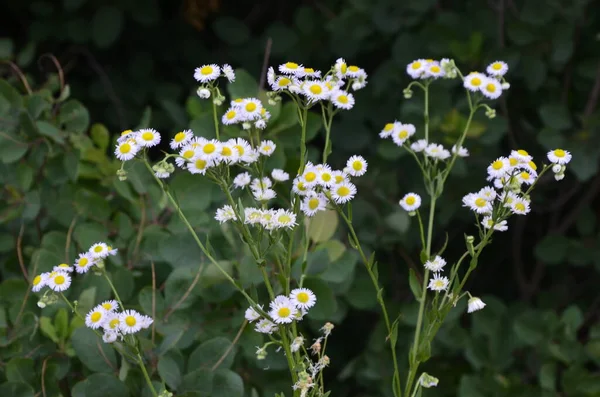 Die Einführung Einer Schönen Erigeron Annuus Blume Garden Erigeron Annuus — Stockfoto