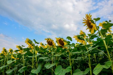 Arka planda ayçiçekleri. Bulutlu mavi gökyüzü ve parlak güneş ışığı üzerinde ayçiçeği tarlası olan güzel bir manzara. Tarım endüstrisi, ayçiçeği yağı üretimi, bal..
