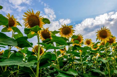 Arka planda ayçiçekleri. Bulutlu mavi gökyüzü ve parlak güneş ışığı üzerinde ayçiçeği tarlası olan güzel bir manzara. Tarım endüstrisi, ayçiçeği yağı üretimi, bal..