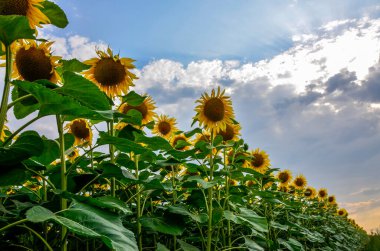 Arka planda ayçiçekleri. Bulutlu mavi gökyüzü ve parlak güneş ışığı üzerinde ayçiçeği tarlası olan güzel bir manzara. Tarım endüstrisi, ayçiçeği yağı üretimi, bal..