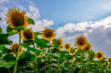 Arka planda ayçiçekleri. Bulutlu mavi gökyüzü ve parlak güneş ışığı üzerinde ayçiçeği tarlası olan güzel bir manzara. Tarım endüstrisi, ayçiçeği yağı üretimi, bal..
