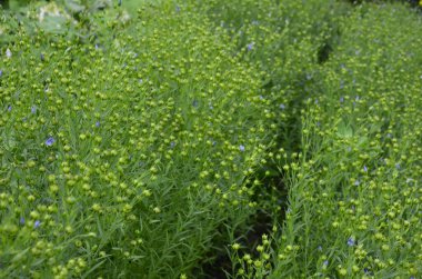 Flax (Linum usitatissimum), Linaceae familyasından Linum cinsinin bir üyesidir..