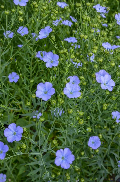 Lin Linum Usitatissimum Även Kallat Vanligt Lin Eller Linfrö Tillhör — Stockfoto