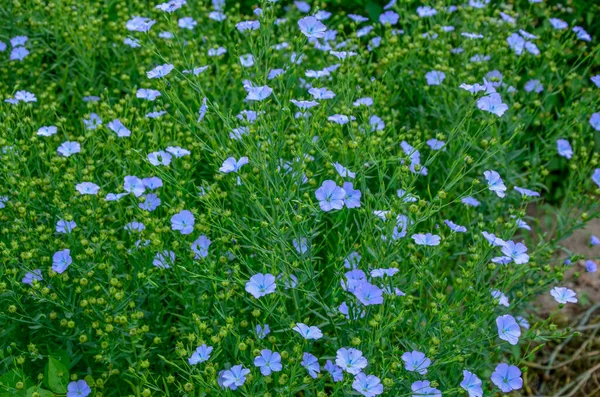 Льняной Linum Usitatissimum Известный Обычный Лен Льняное Семя Является Членом — стоковое фото