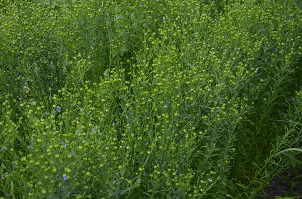 Len Linum Usitatissthe Más Néven Közönséges Len Vagy Lenmag Linaceae — Stock Fotó