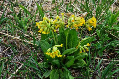 Bahar yabani çiçekleri - Primula verisi (inek ayağı, inek ayağı, inek ayağı çuha çiçeği))