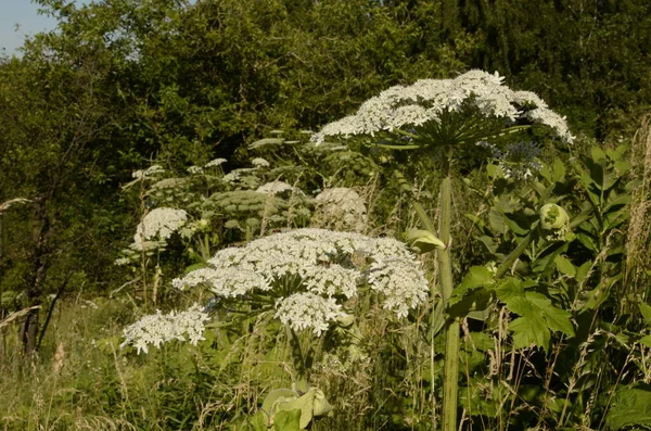 Schadelijke Plantenkoeienpastinaak Bloem Van Koeienpastinaak Grote Witte Bloeiwijzen Van Koeienpastinaak — Stockfoto