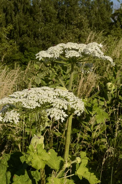Harmful plant cow parsnip. The flower of cow parsnip. Large white inflorescences of cow parsnip close-up. Large flowers of cow parsnip at close range.