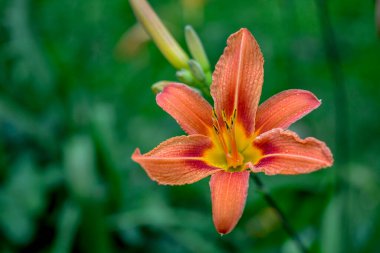 Koyu yeşil yapraklı sarı çiçekleri.