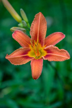 Koyu yeşil yapraklı sarı çiçekleri.
