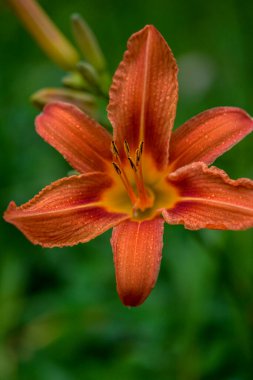 Koyu yeşil yapraklı sarı çiçekleri.