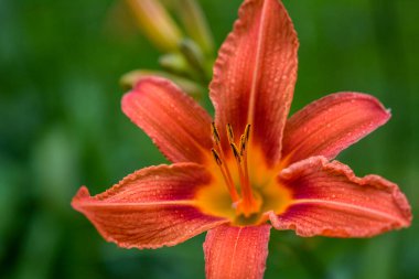 Koyu yeşil yapraklı sarı çiçekleri.