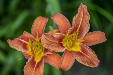 Koyu yeşil yapraklı sarı çiçekleri.