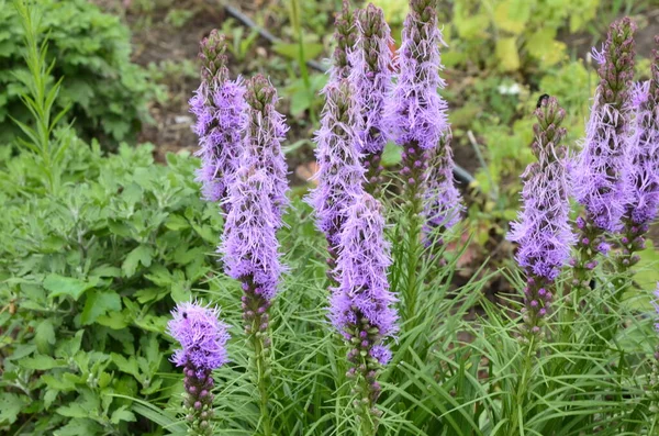 Liatris Spicata Pourpre Fleurs Avec Fond Feuilles Vertes Image Rapprochée — Photo