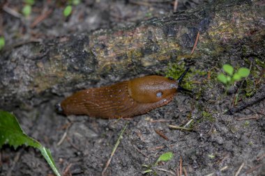 Dışarıdaki ahşap kütükteki kahverengi sümüklü böceği yakından izle. Bahçede sürünen büyük kahverengi salyangoz sümüklüböcekleri..