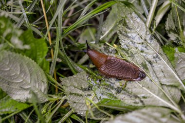 Dışarıdaki ahşap kütükteki kahverengi sümüklü böceği yakından izle. Bahçede sürünen büyük kahverengi salyangoz sümüklüböcekleri..