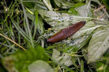 Dışarıdaki ahşap kütükteki kahverengi sümüklü böceği yakından izle. Bahçede sürünen büyük kahverengi salyangoz sümüklüböcekleri..