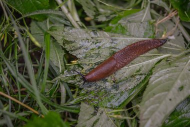 Dışarıdaki ahşap kütükteki kahverengi sümüklü böceği yakından izle. Bahçede sürünen büyük kahverengi salyangoz sümüklüböcekleri..