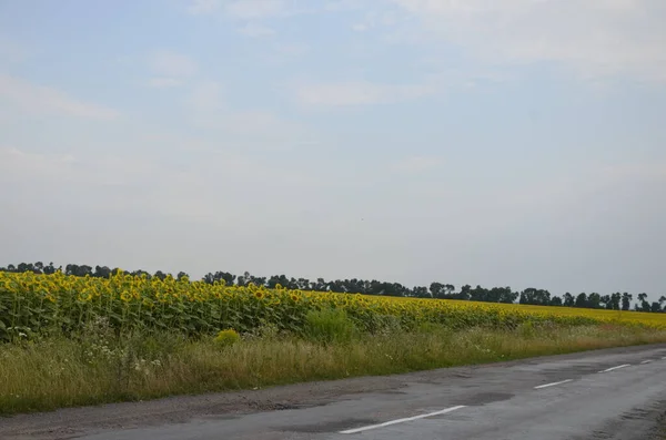 Небольшая Фермерская Дорога Окруженная Цветущими Подсолнухами Голубым Небом Облаками Летом — стоковое фото